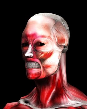 A face made out of muscle for medical or horror concepts.