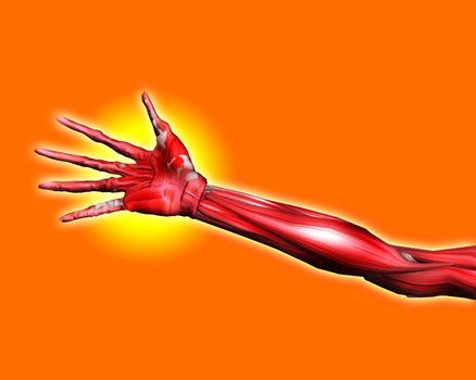 A close up of a skinless arm for medical or Halloween concepts.