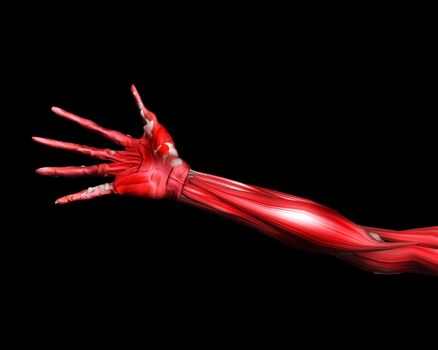 A close up of a skinless arm for medical or Halloween concepts.