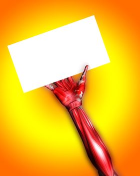 A skinless arm for medical or Halloween concepts. Holding a blank customisable sign.