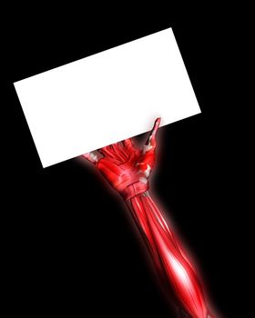 A skinless arm for medical or Halloween concepts. Holding a blank customisable sign.
