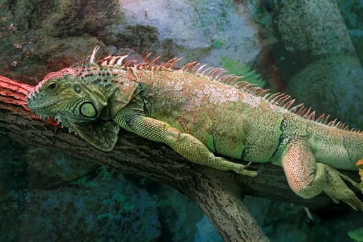 iguana lizard resting on a tree branch