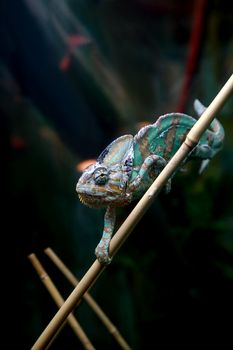 chameleon lizard crawling on a bamboo stalk