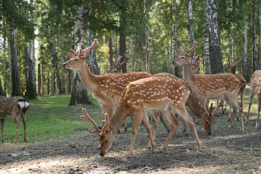 DEER Cervus elaphus graze in the forest