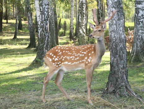 DEER Cervus elaphus graze in the forest