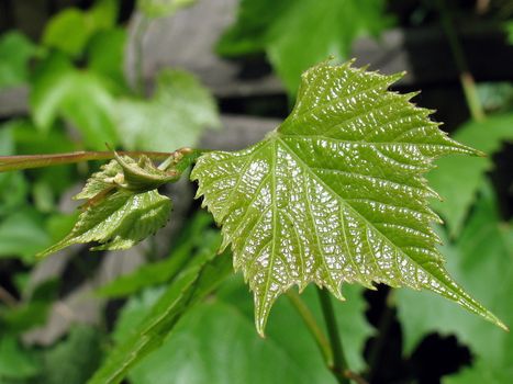 Young grape leaf