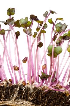 closeup of a row of red cabbage sprouts