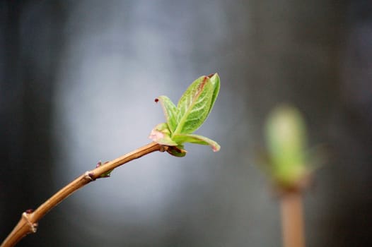 bud in bloom