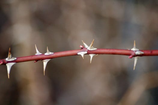 thorn twig