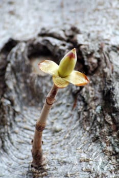 blooming bud