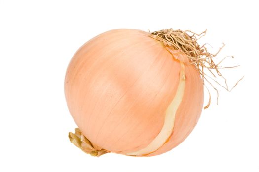 single onion over white background