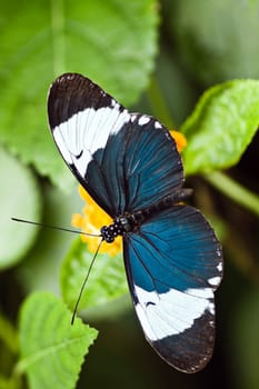 Heliconius cydno tropical butterfly, also called Cydno longwing