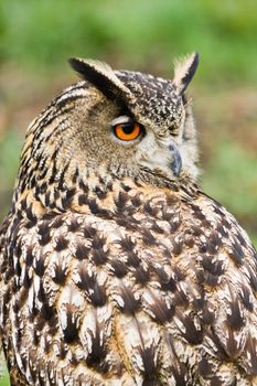 Eagle owl sitting and looking backward