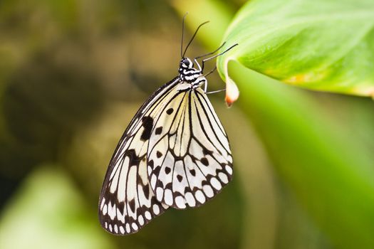 Paper kite tropical butterfly hanging on leaf