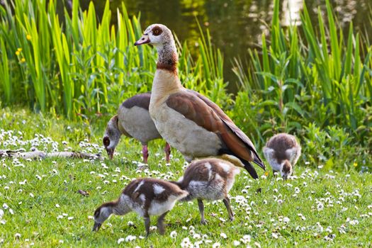 Egyptian goose family in spring grazing in evening sunshine