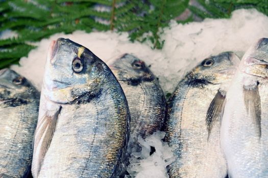 Closeup of fresh raw fish lying on ice in a row