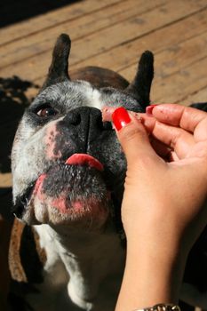 Hand feeding the hungry boxer dog close up.
