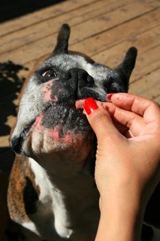 Hand feeding the hungry boxer dog close up.
