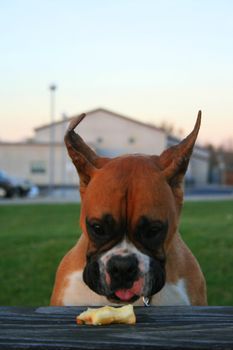 Hungry boxer puppy looking at an apple.
