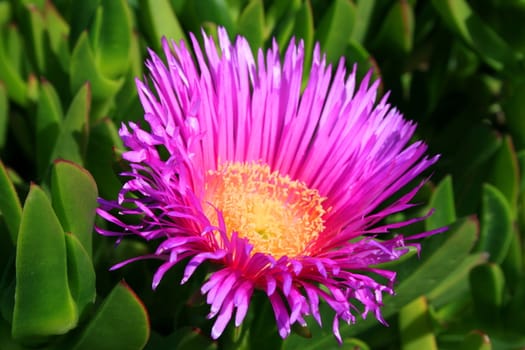 Close up of an ice plant in a park.
