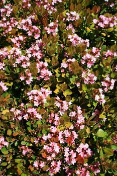 Close up of the indian hawthorn flower.
