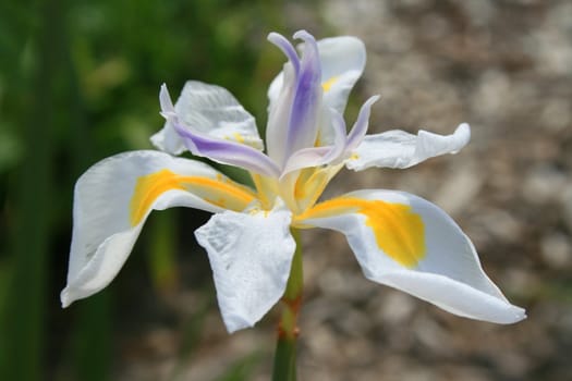 Close up of a white butterfly iris flower.
