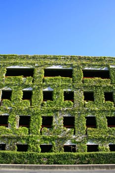 Close up of the ivy covered building.
