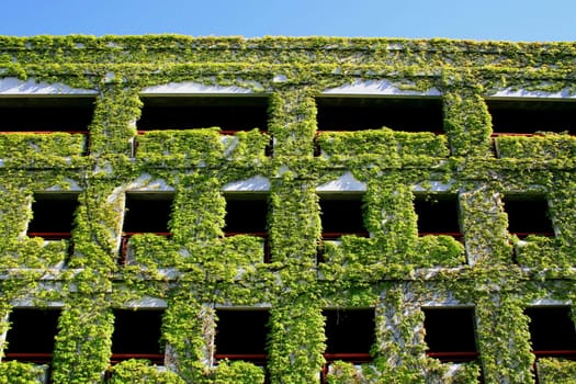 Close up of the ivy covered building.
