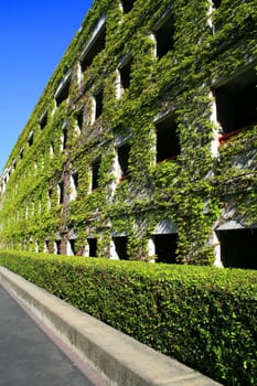 Close up of the ivy covered building.
