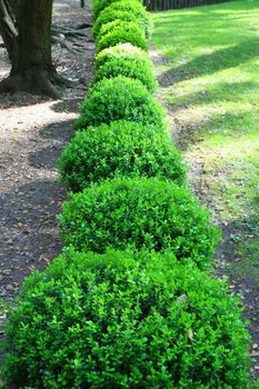 Close up of a row japanese boxwood schrubs.
