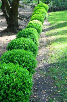 Close up of a row japanese boxwood schrubs.
