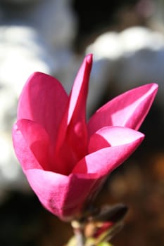 Pink japanese magnolia close up in a garden.
