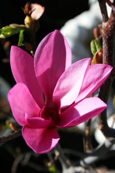 Pink japanese magnolia close up in a garden.
