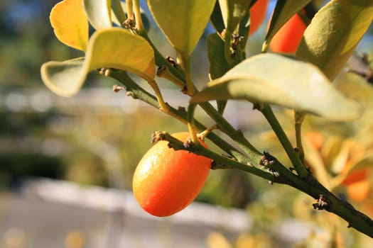 Kumquat tree with ripe kumquats and leaves.
