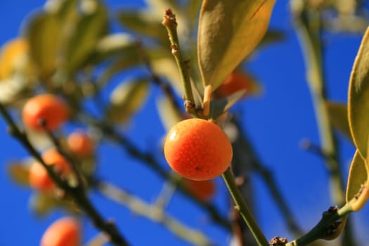 Kumquat tree with ripe kumquats and leaves.
