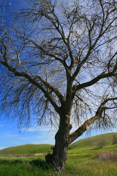 Leaveless tree in a forest over blue sky.
