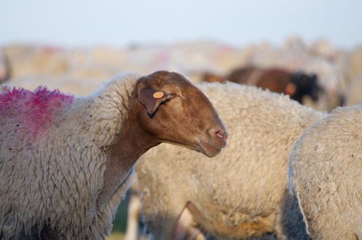 Image of a sheeps in green landscape