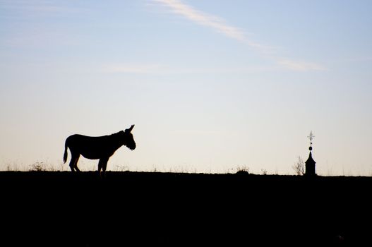 Image of donkeys with sheeps in nice landscape.