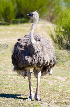 Image of an ostrich in african country