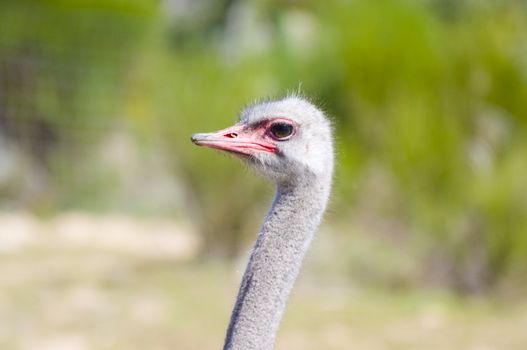 Image of an ostrich in african country