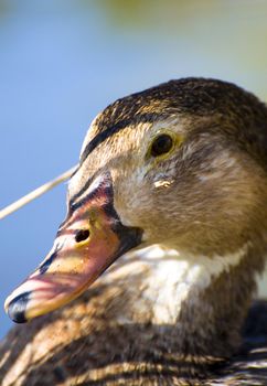 Image of a duck in river. Wild life from spain