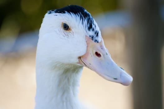 Image of a duck in river. Wild life from spain