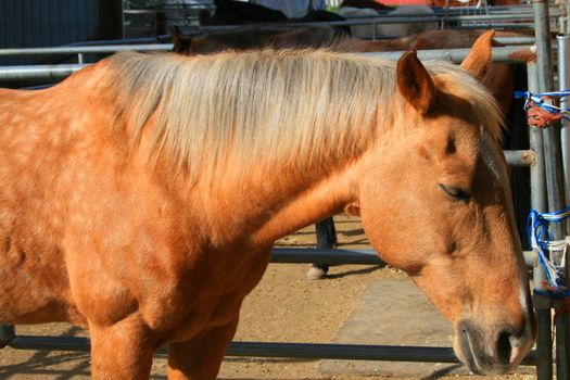 Headshot of a horse at the farm.
