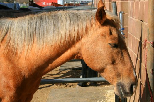 Headshot of a horse at the farm.
