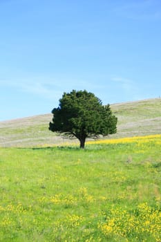 Single tree in a forest over blue sky.
