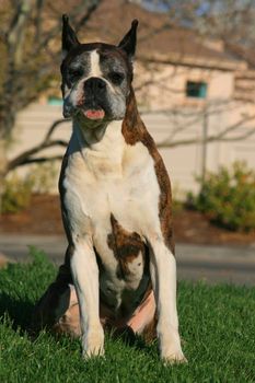 Male boxer dog sitting outdoors in a park.

