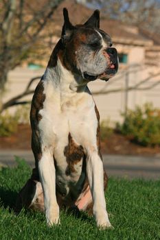 Male boxer dog sitting outdoors in a park.
