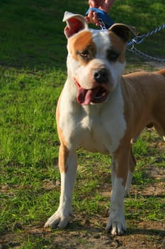 Brown pitbull dog outside in a park.
