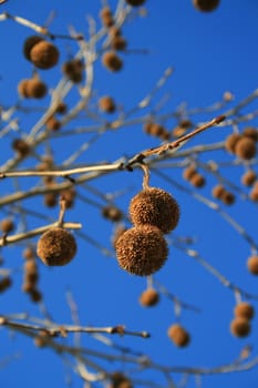 Tree seed pods on leaves over blue sky.
