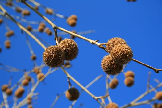 Tree seed pods on leaves over blue sky.
